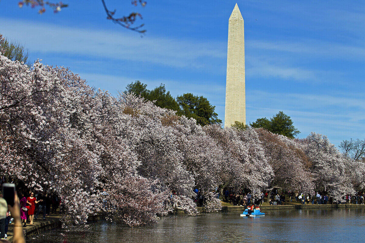 Цветение вишни в Вашингтоне