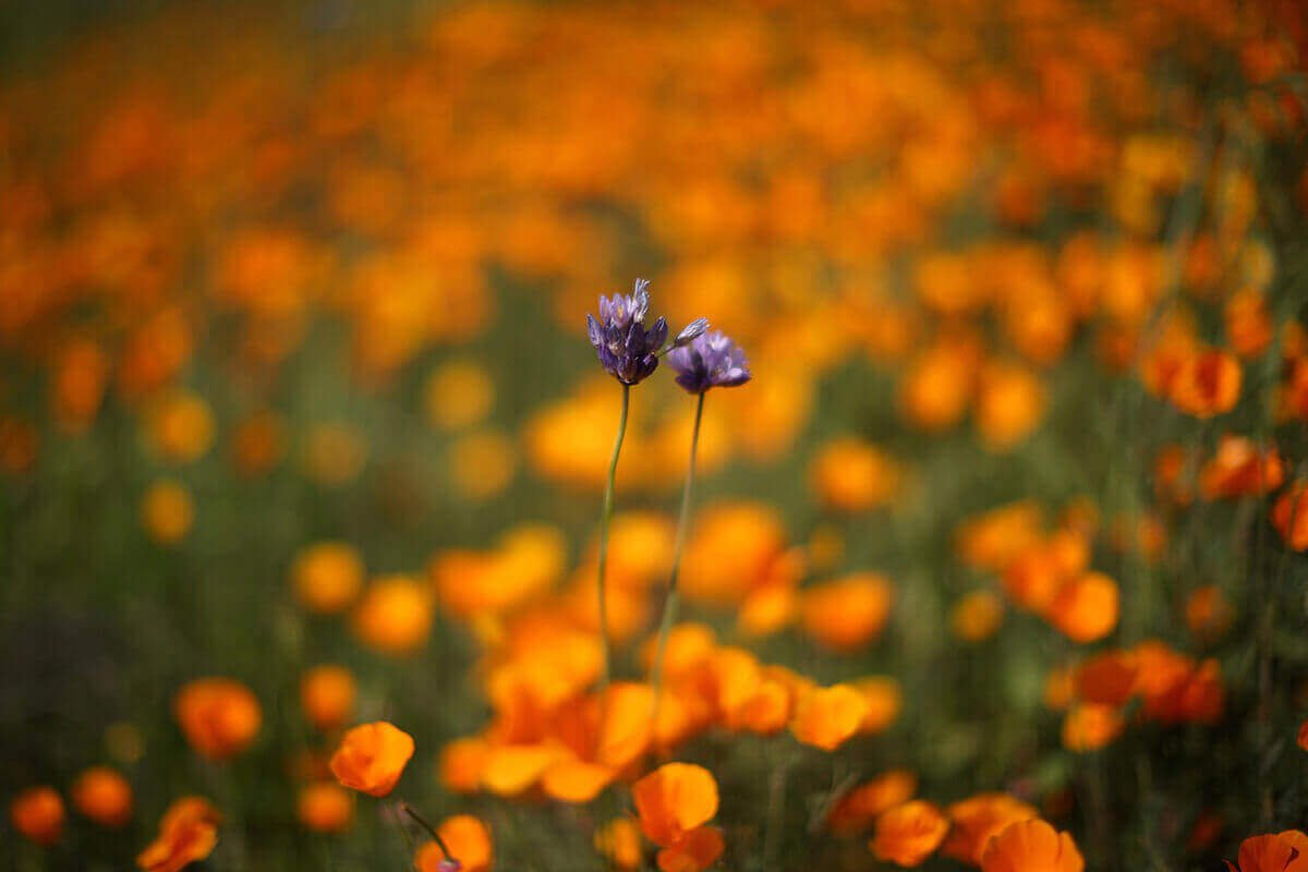 Массовое цветение в Лейк-Эльсинор, Калифорния