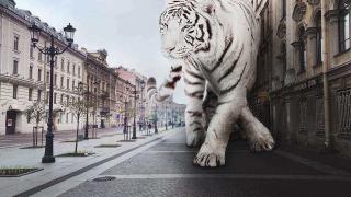 Белый тигр на улице
