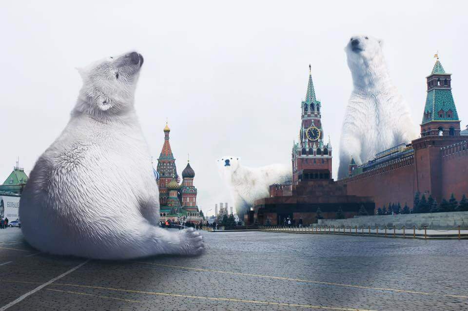 Белые медведи, Красная площадь