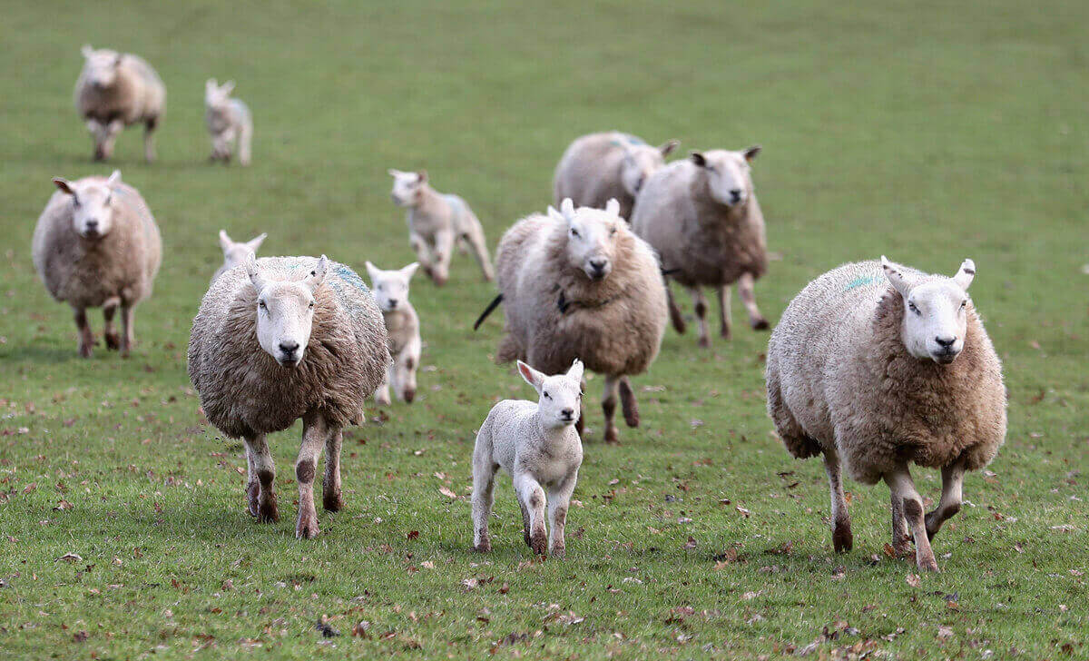 Выводок овец, семейная ферма в городке Брекон 