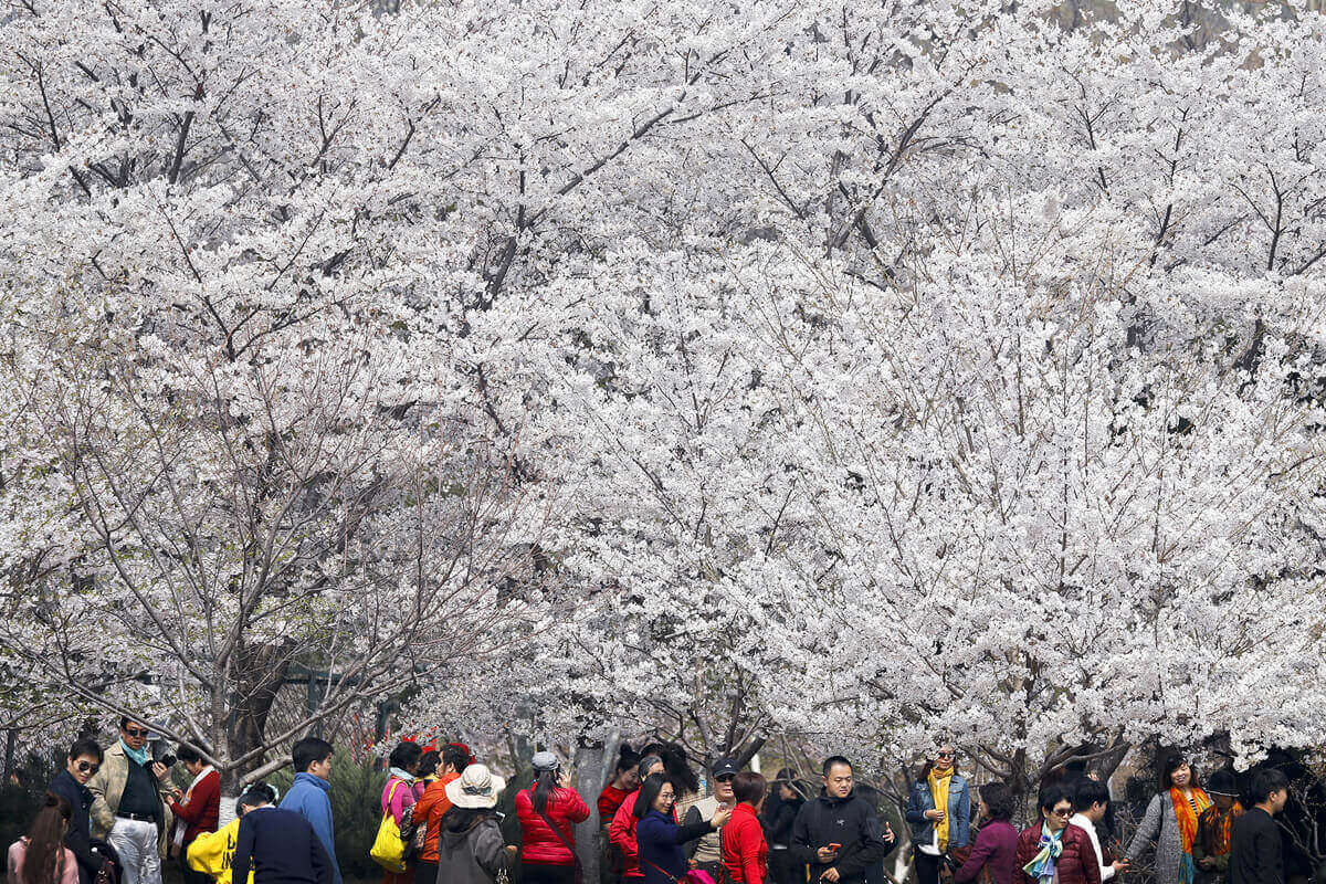 цветение сакуры в парке Юйюаньтань 