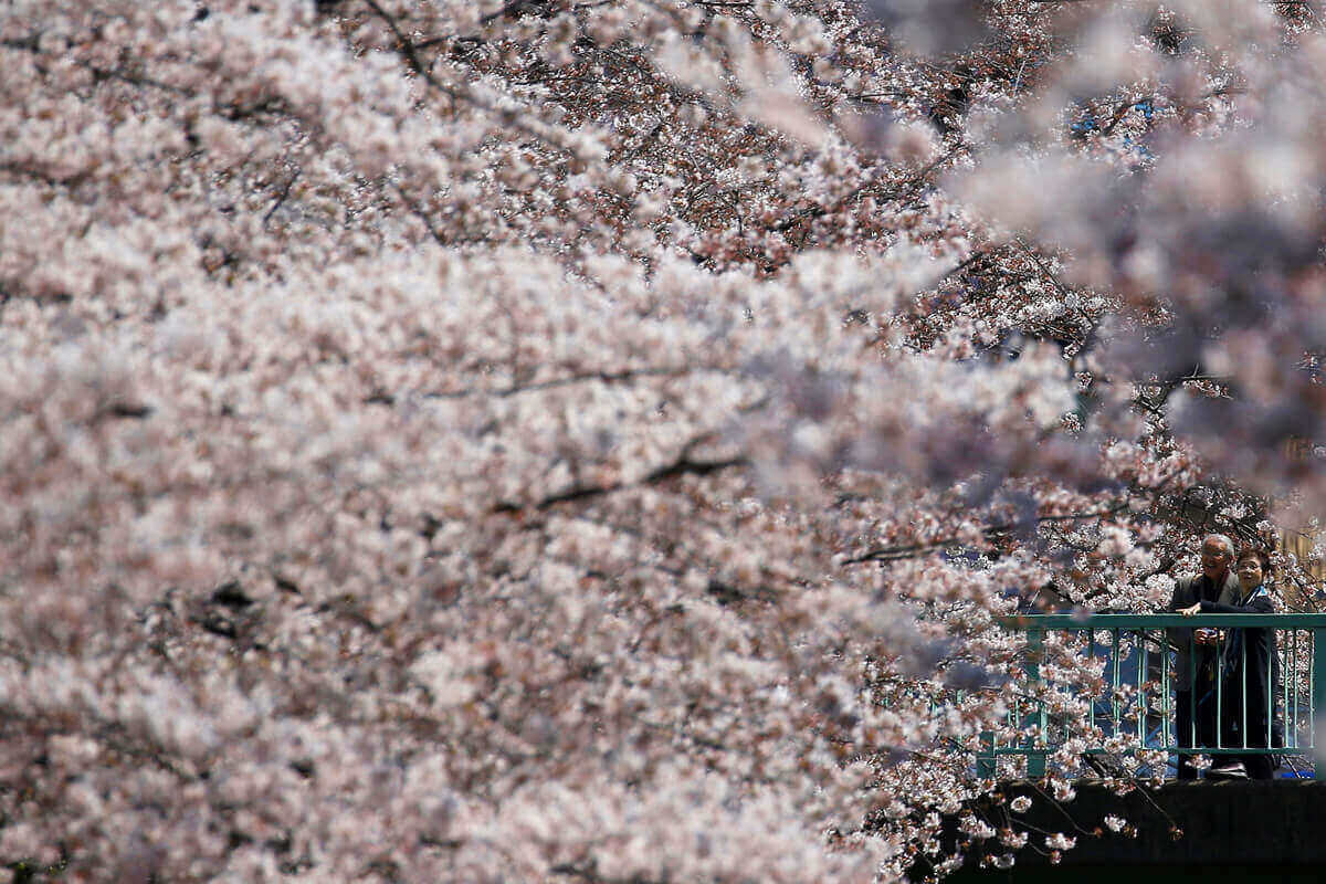 Цветение сакуры, Токио, Япония