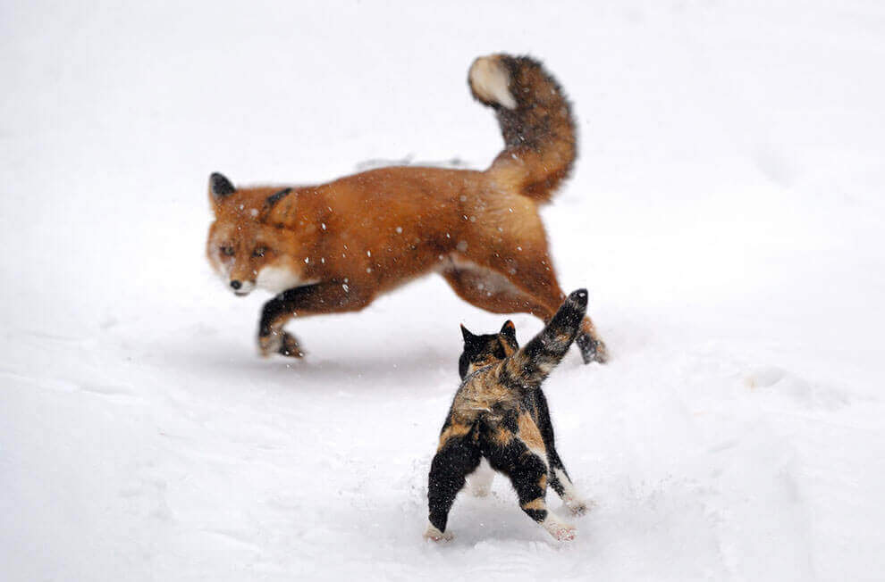 Кошка Рыська и лисица