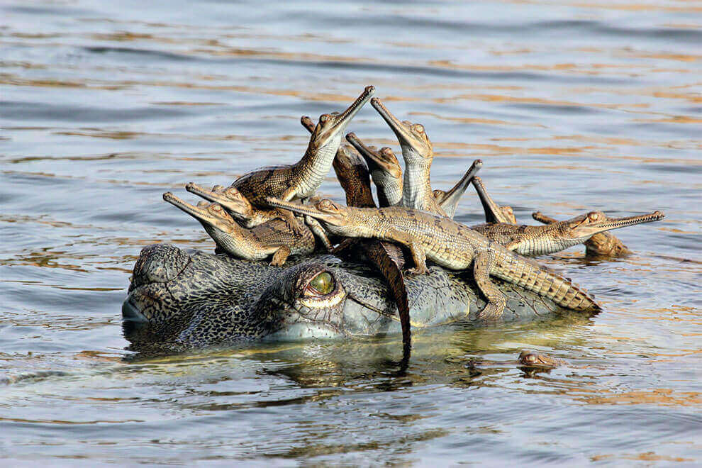 Гавиаловый крокодил