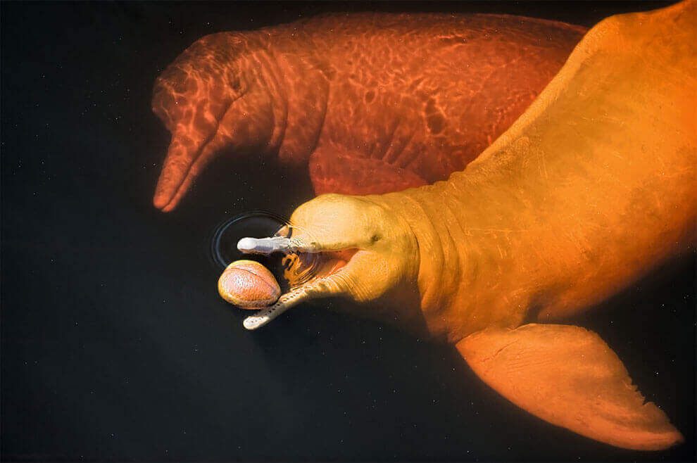 Амазонский речной дельфин