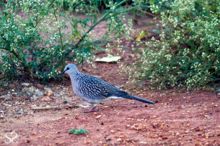 Самые необычные птицы Индии. Фотоистории о пернатых