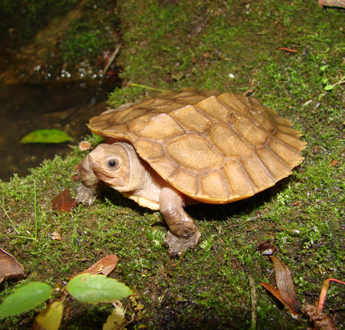 Лесная черепаха с Сулавеси 