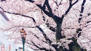 Цветение сакуры в Японии, Канадзава