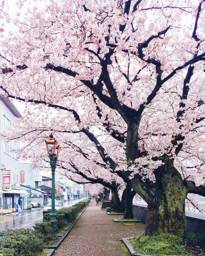 Цветение сакуры в Японии — розовая сказка созданная природой