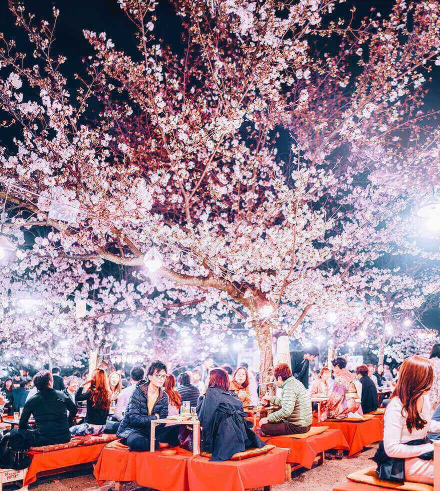 Цветение сакуры в Японии, Киото
