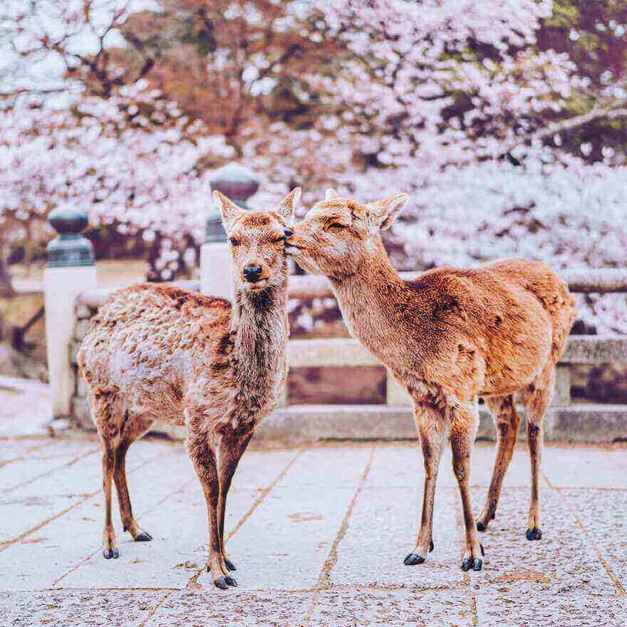 Цветение сакуры в Японии, Нара