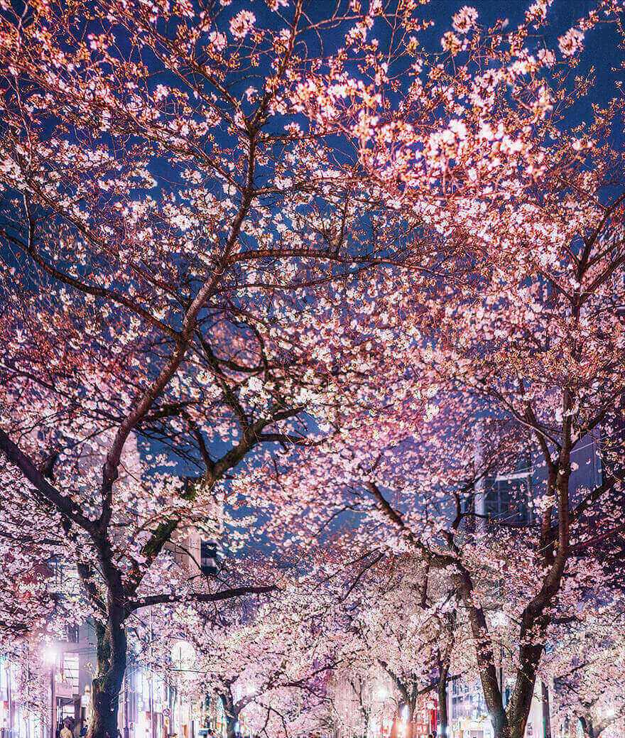 Цветение сакуры в Японии, Осака 