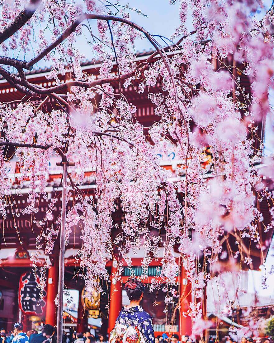 Цветение сакуры в Японии, Токио, Асакуса