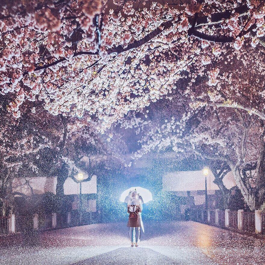 Цветение сакуры в Японии, Токио, Чидоригафучи