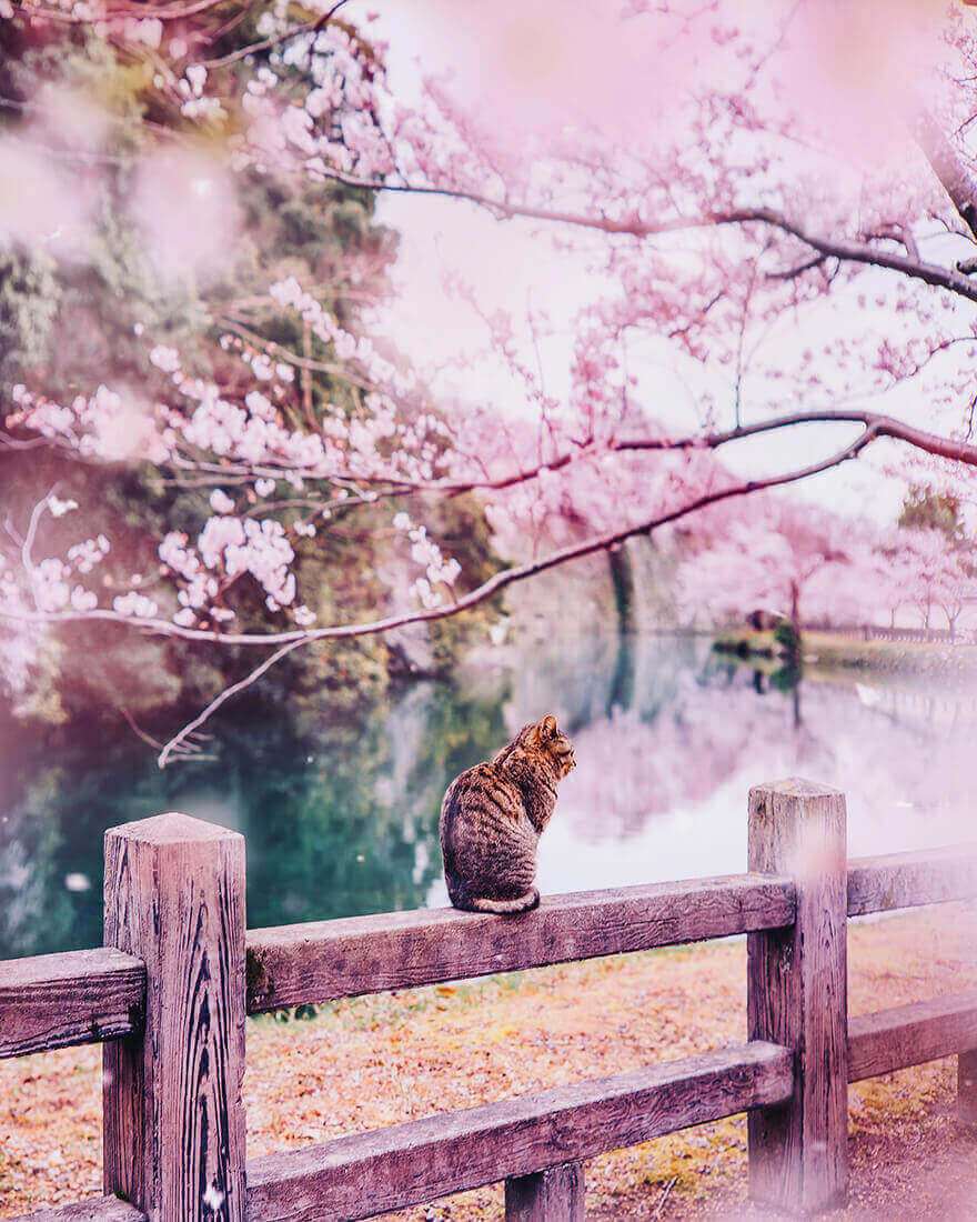 Цветение сакуры в Японии, Замок Химэдзи 