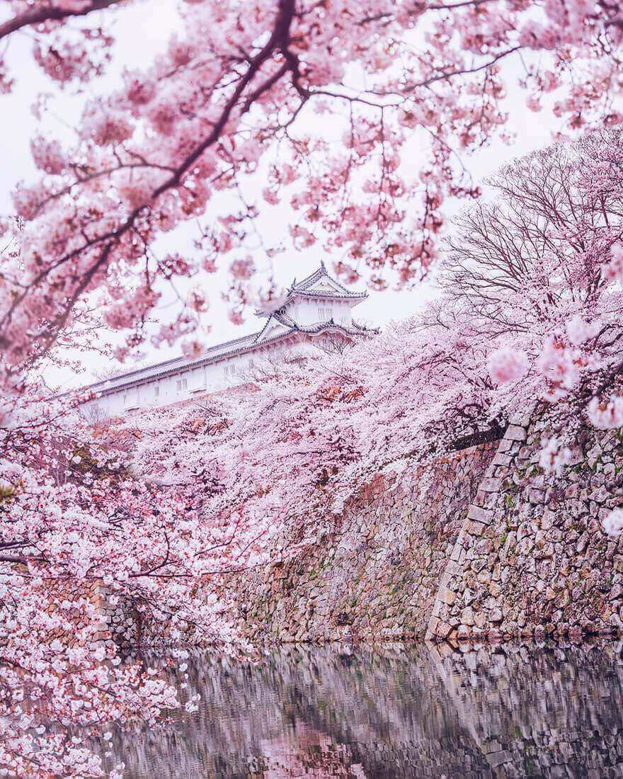 Цветение сакуры в Японии, Замок Химэдзи 