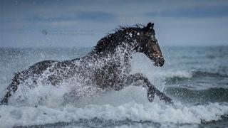 фотографий лошадей, скачущих по волнам океана, фото 11