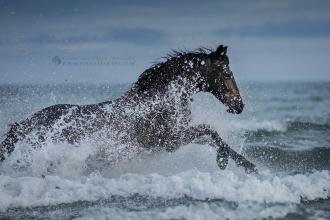 Потрясающая серия фотографий лошадей, скачущих по волнам океана