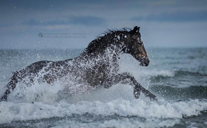 Потрясающая серия фотографий лошадей, скачущих по волнам океана