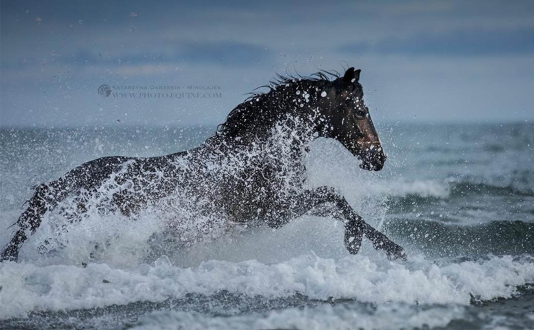 фотографий лошадей, скачущих по волнам океана, фото 11