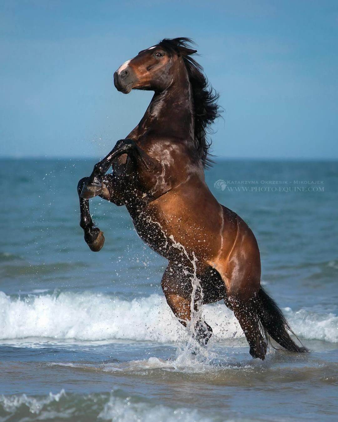 фотографий лошадей, скачущих по волнам океана, фото 12