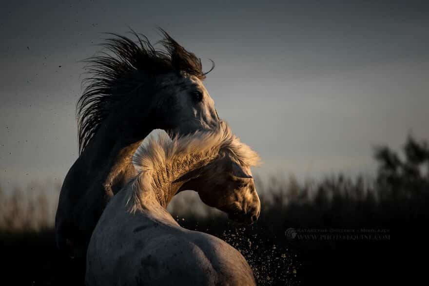 фотографий лошадей, скачущих по волнам океана, фото 3
