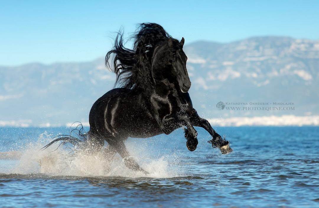 фотографий лошадей, скачущих по волнам океана, фото 8