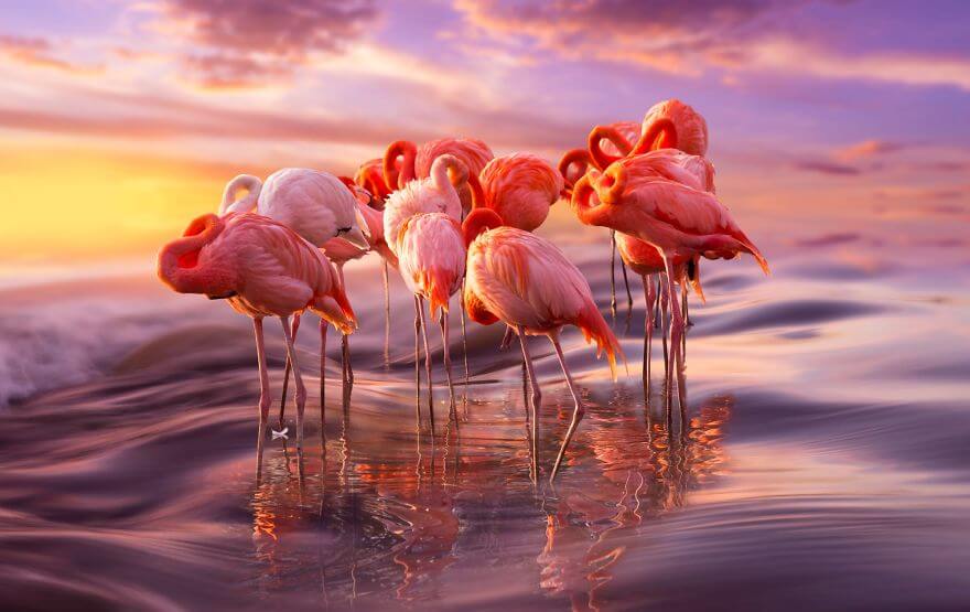 птица розовый фламинго, фото 1