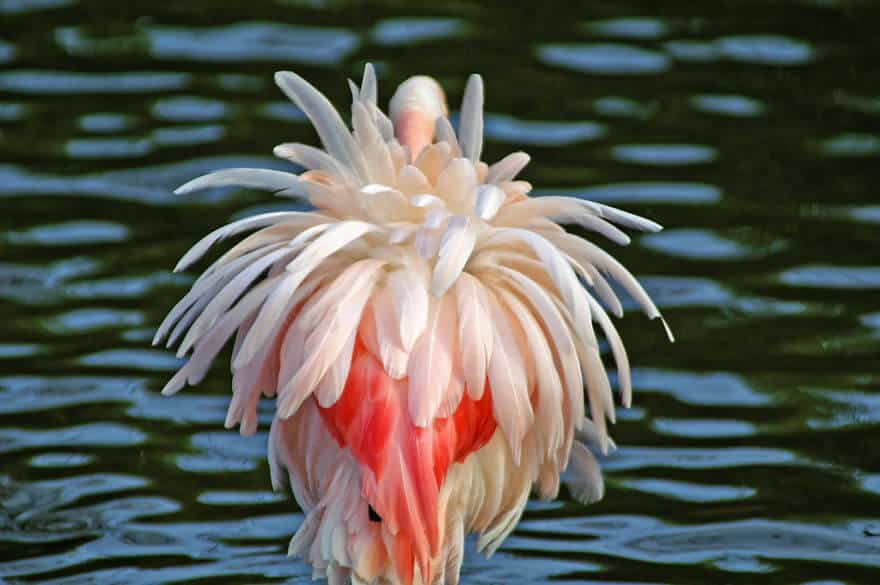 птица розовый фламинго, фото 13