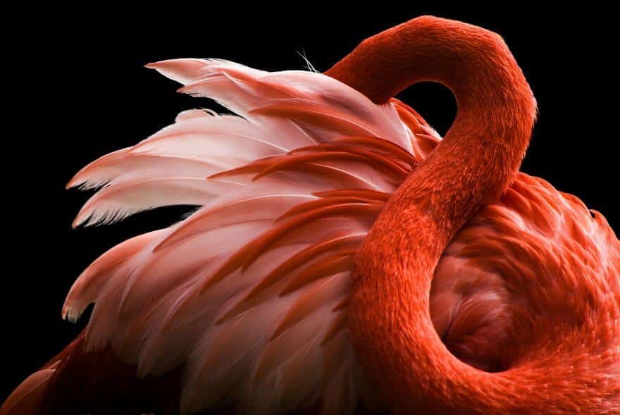 птица розовый фламинго, фото 16