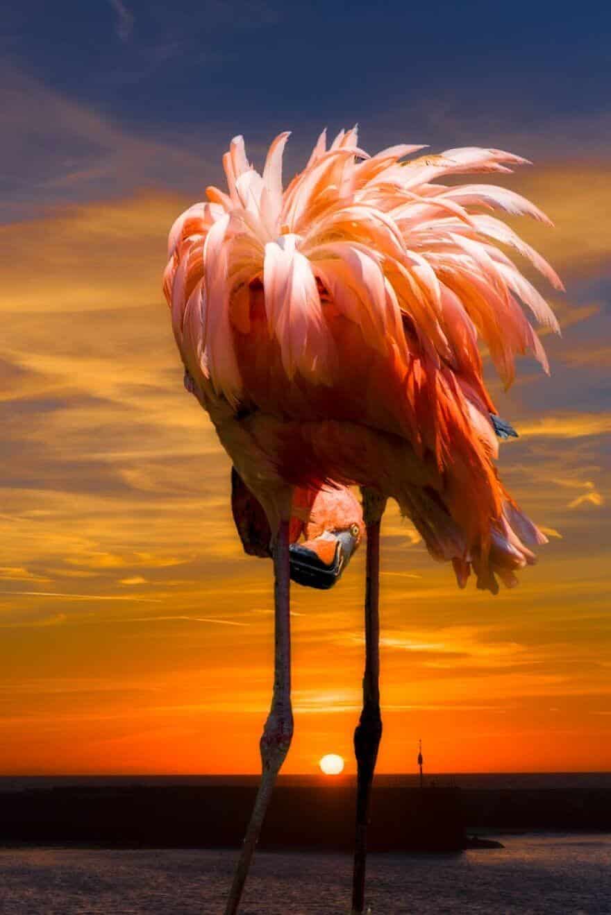 птица розовый фламинго, фото 17