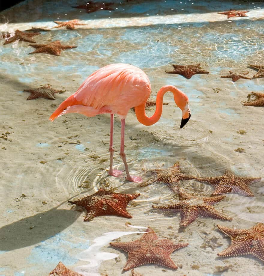 птица розовый фламинго, фото 18