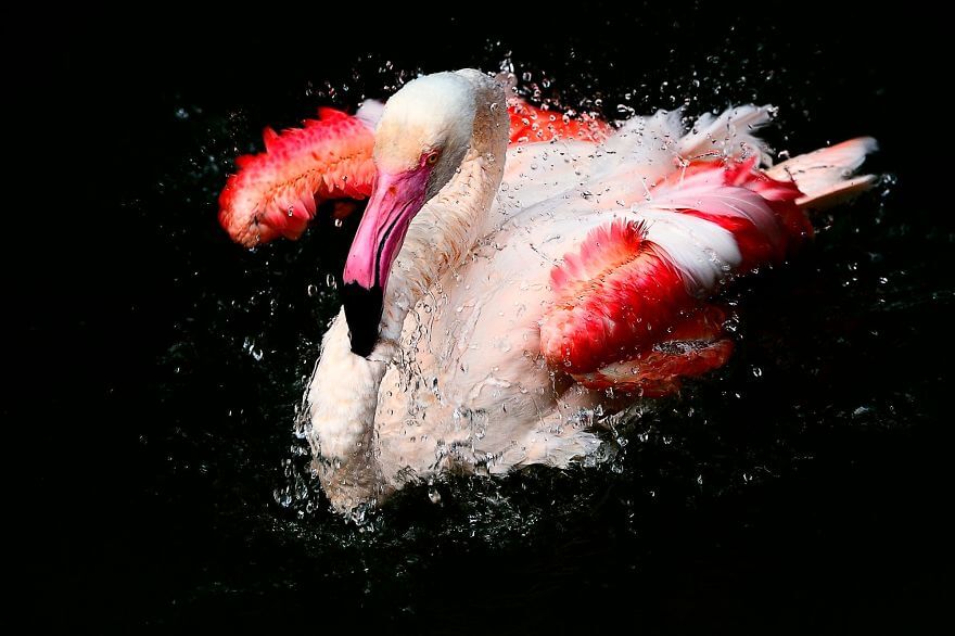 птица розовый фламинго, фото 19