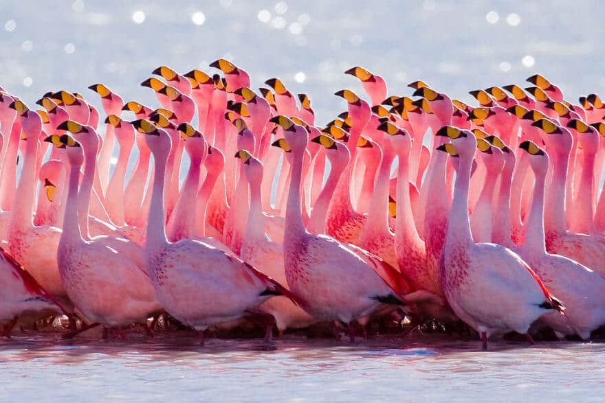 птица розовый фламинго, фото 2