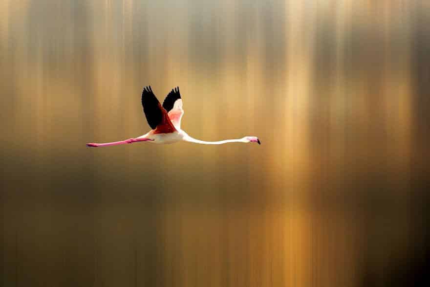 птица розовый фламинго, фото 23