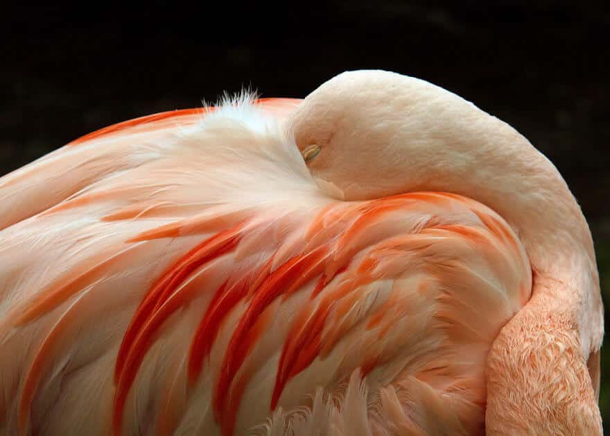 птица розовый фламинго, фото 24