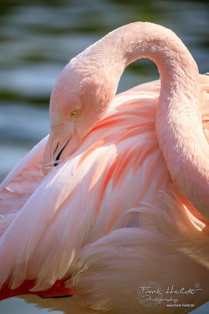 птица розовый фламинго, фото 28