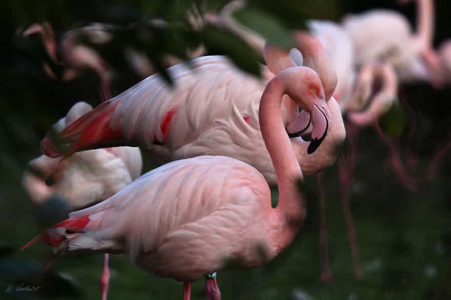 птица розовый фламинго, фото 29