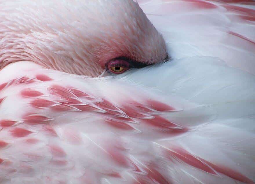 птица розовый фламинго, фото 3