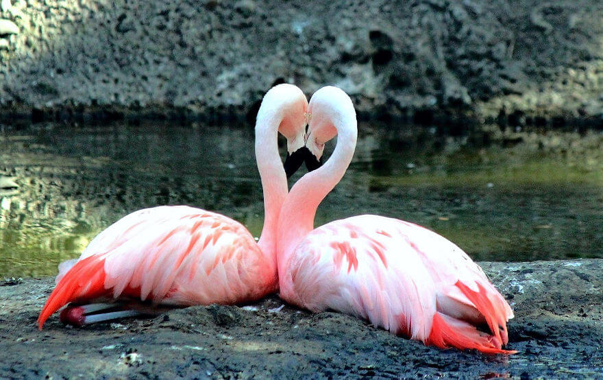 птица розовый фламинго, фото 30