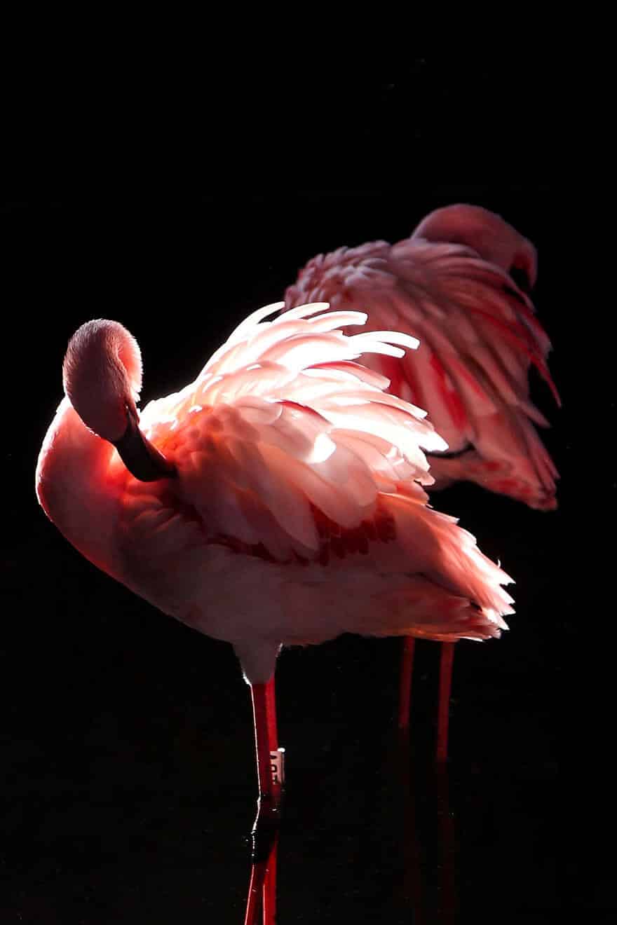 птица розовый фламинго, фото 34