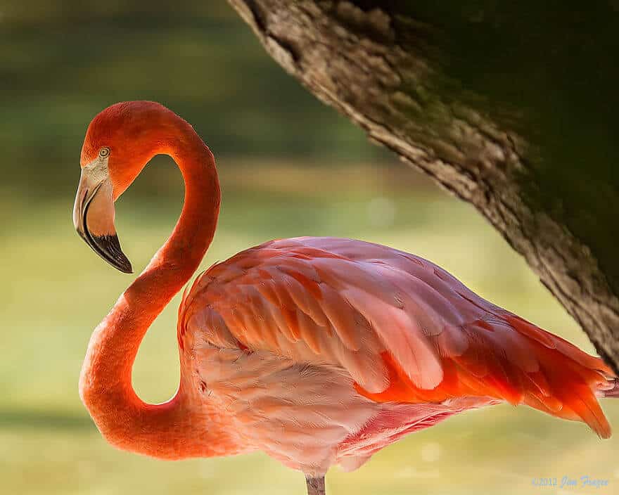 птица розовый фламинго, фото 35