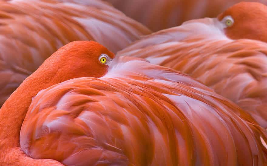 птица розовый фламинго, фото 36