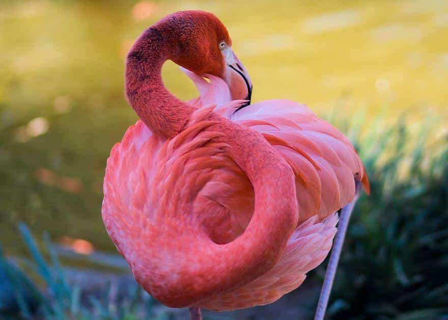 птица розовый фламинго, фото 4