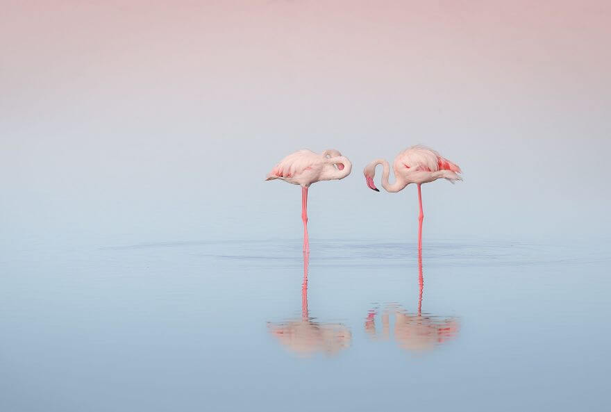 птица розовый фламинго, фото 6