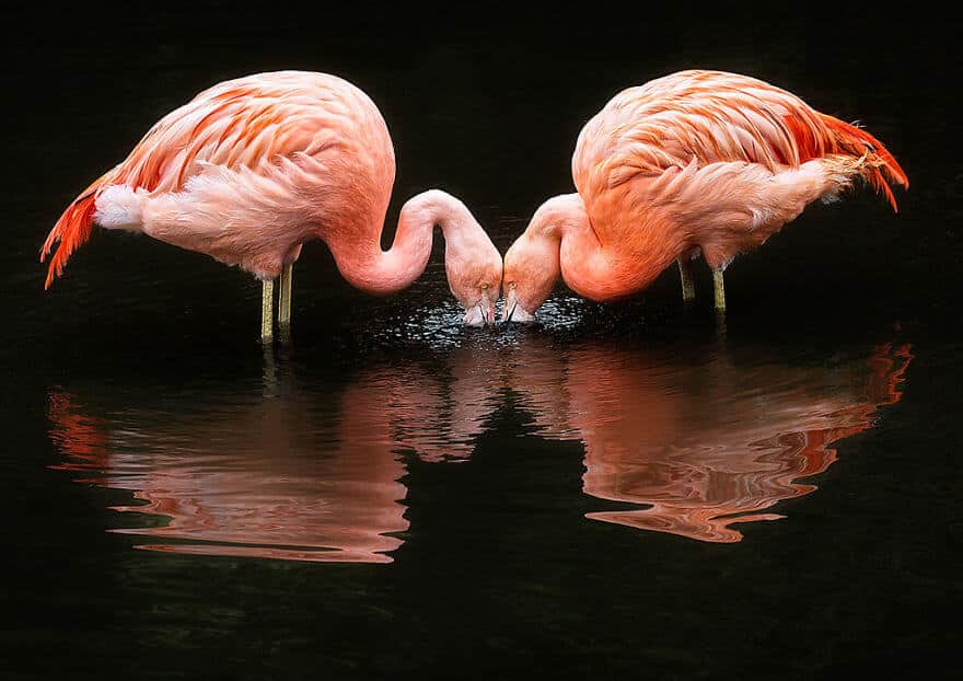 птица розовый фламинго, фото 8