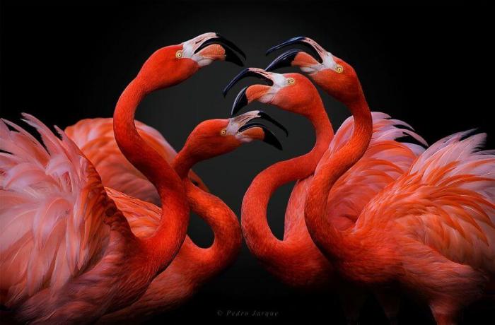 Десятки фото великолепных птиц в честь Дня Розового фламинго