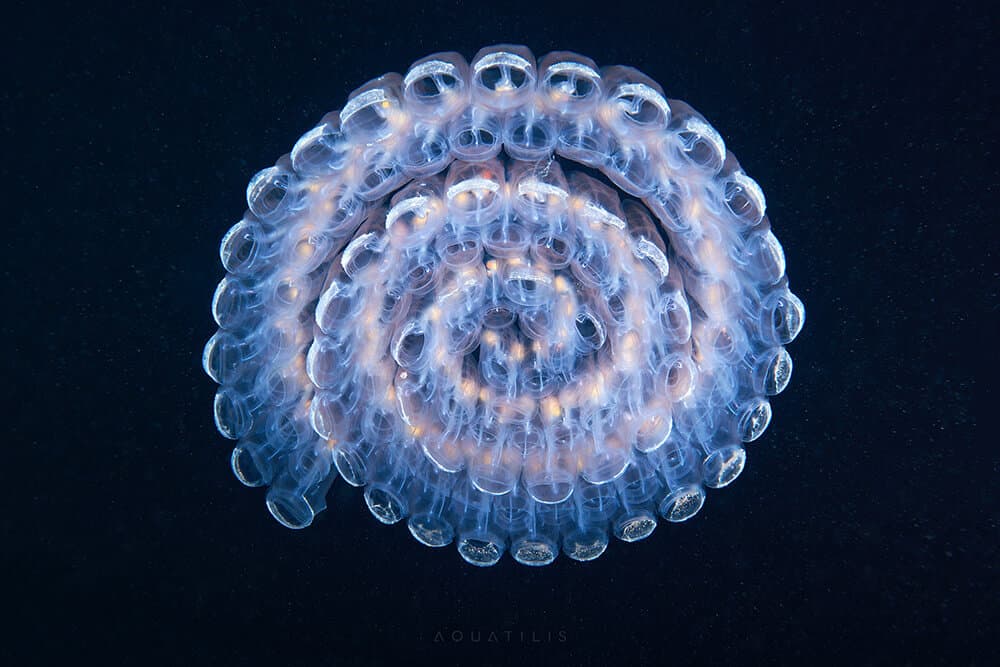 снимки удивительных существ из глубин мирового океана, фото 1