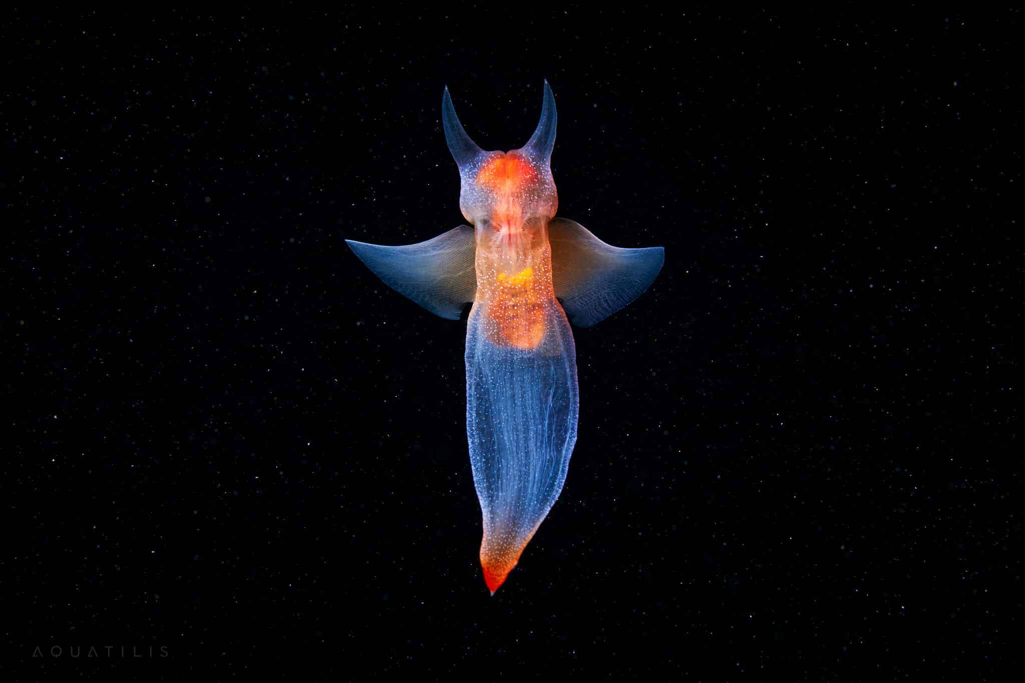морской ангел, снимки удивительных существ из глубин мирового океана, фото 10